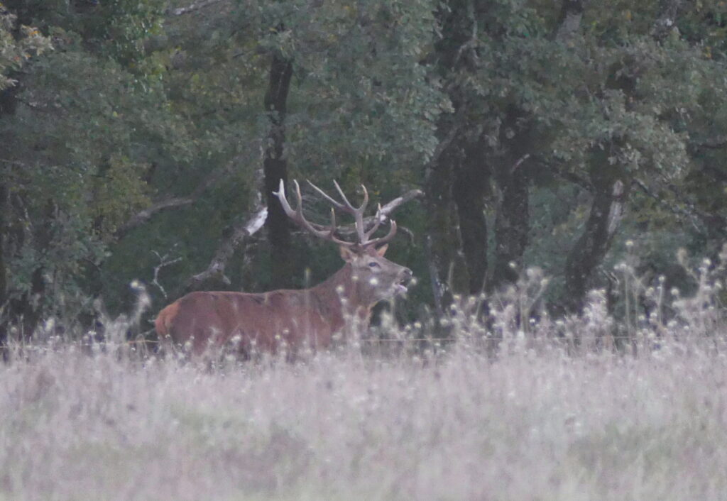 cerf-brame-lisiere-foret-espagne