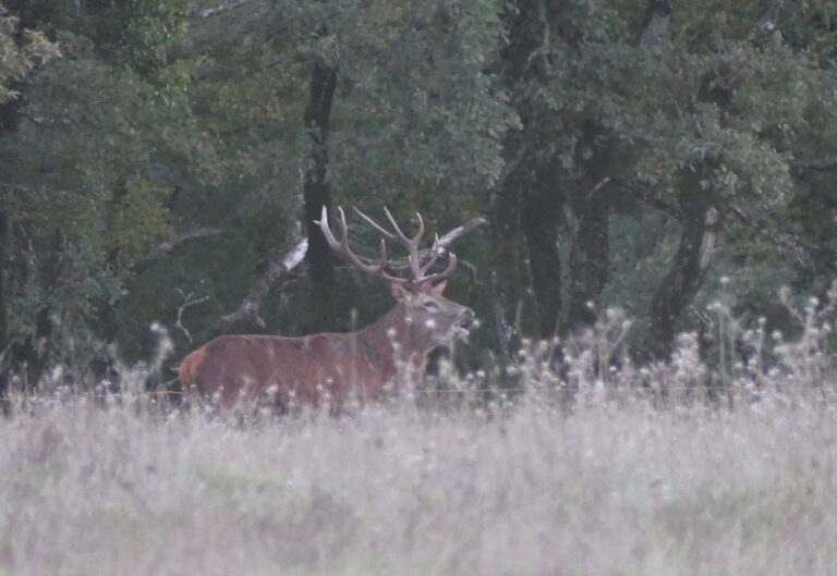 cerf-brame-lisiere-foret-espagne