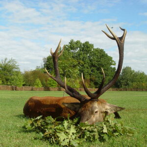 Chasse au cerf en Croatie
