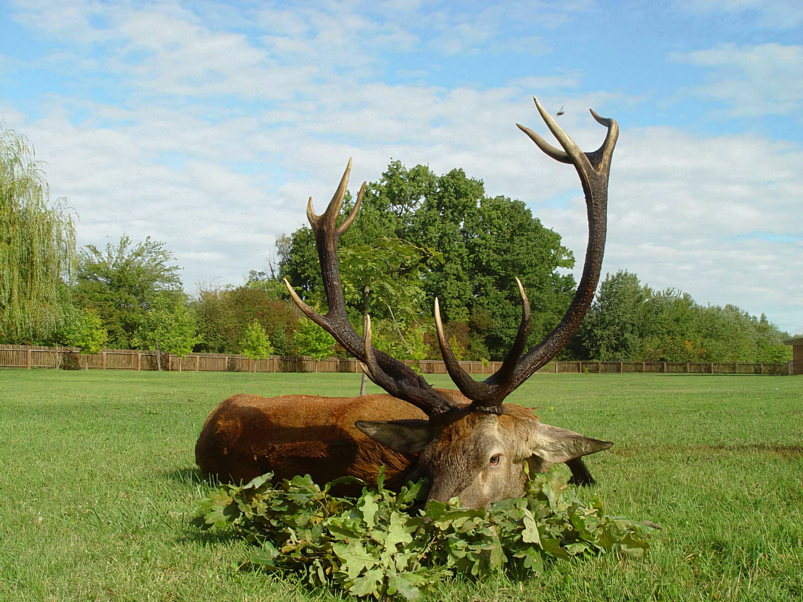 Chasse au cerf en Croatie