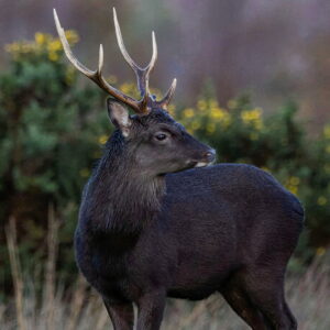 Chasse au cerf sika en Irlande