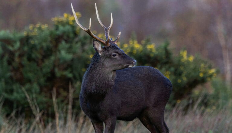 Chasse au cerf sika en Irlande