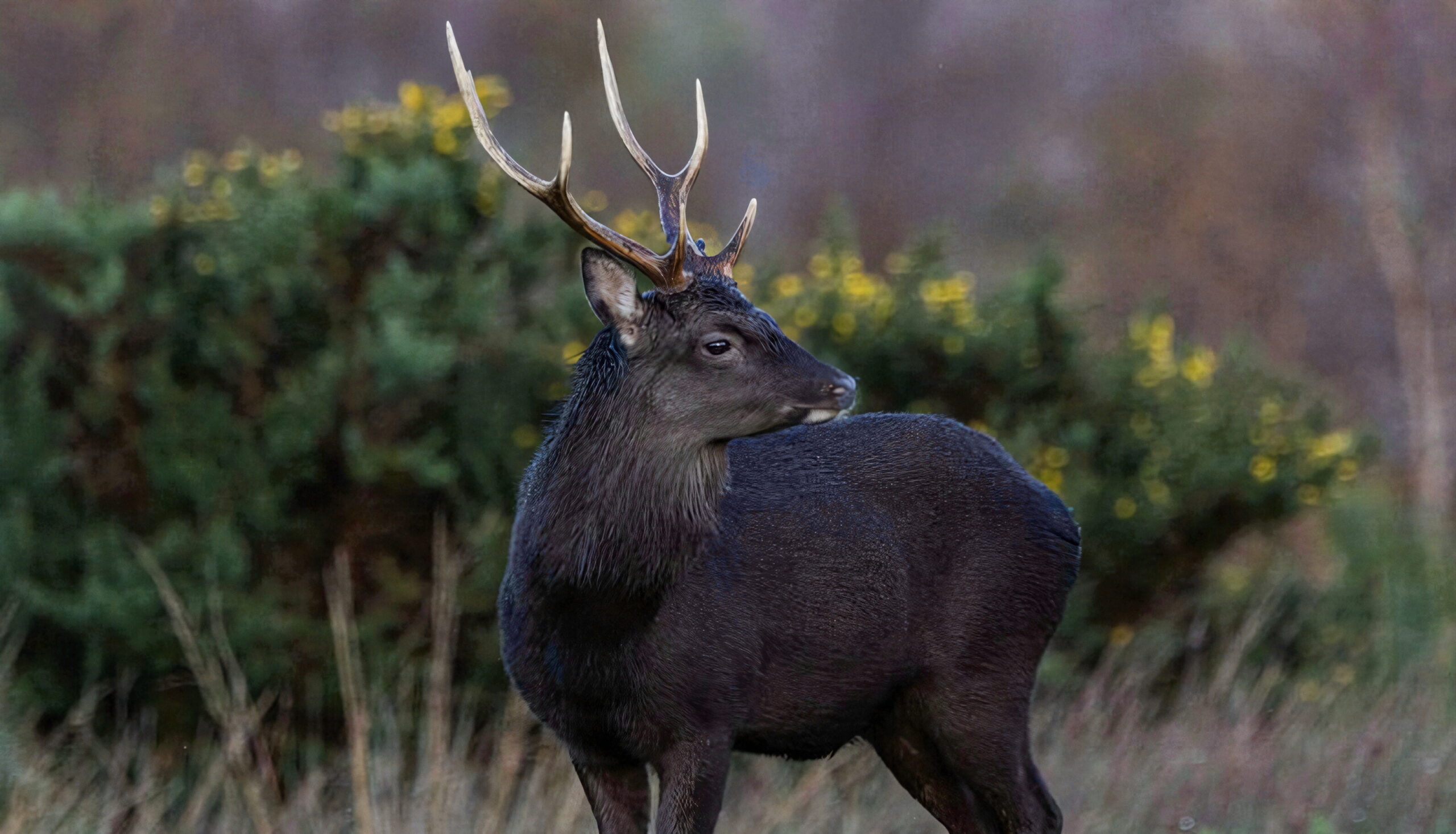 Chasse au cerf sika en Irlande