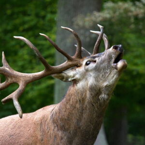 Chasse au cerf en France
