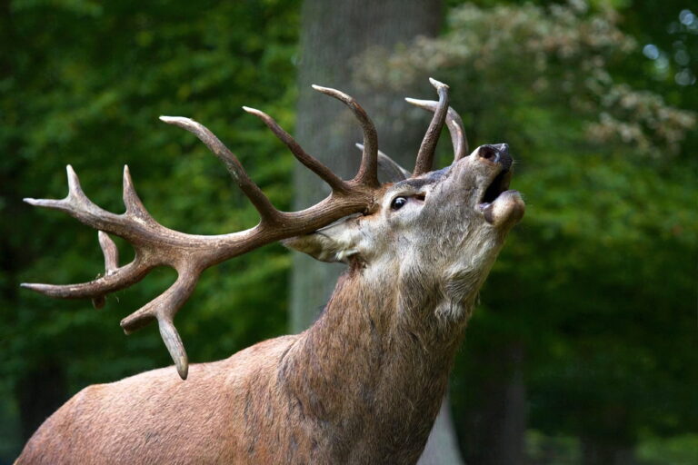 Chasse au cerf en France