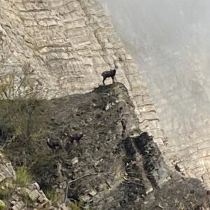 Pyrenean Chamois Hunting in France
