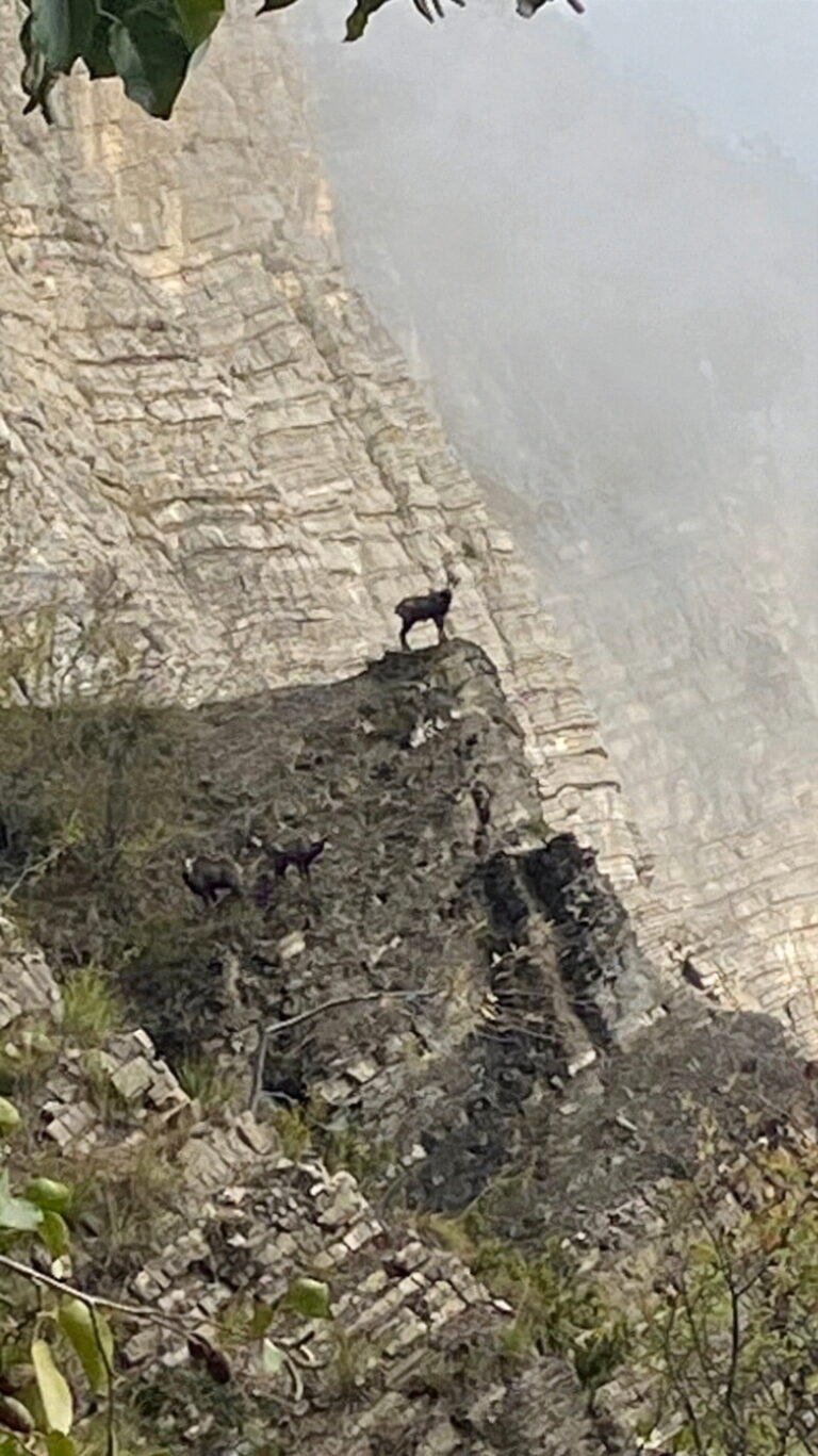 Pyrenean Chamois Hunting in France