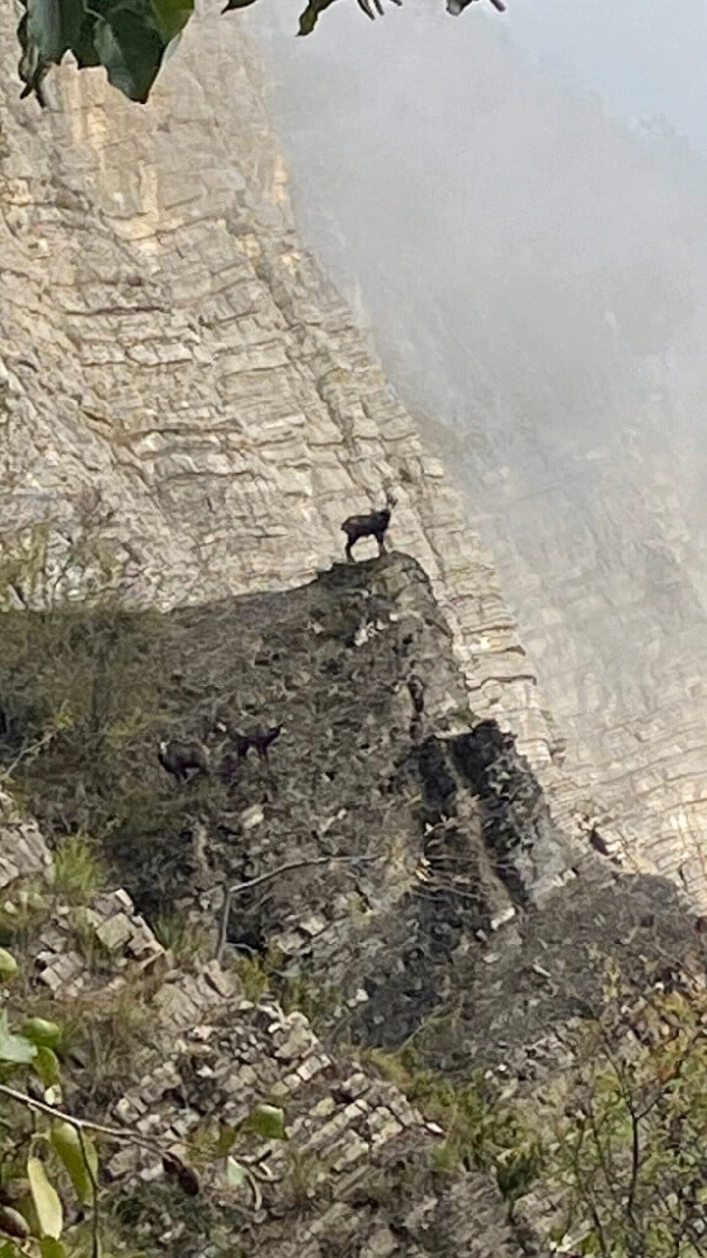 Pyrenean Chamois Hunting in France