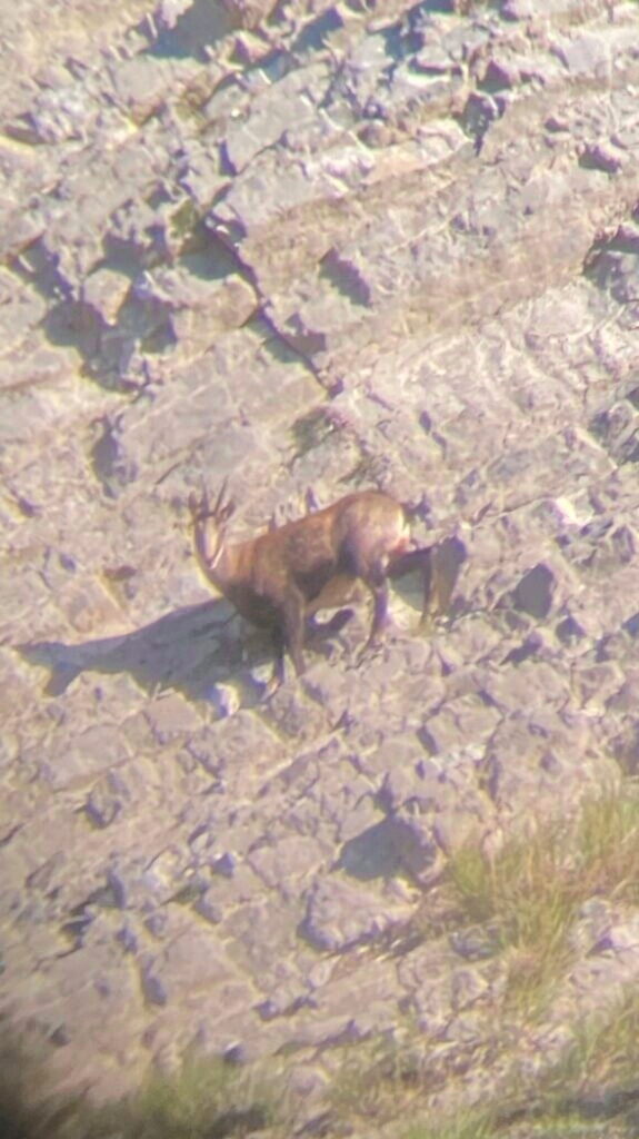 chamois-rochers-chartreuse-approche