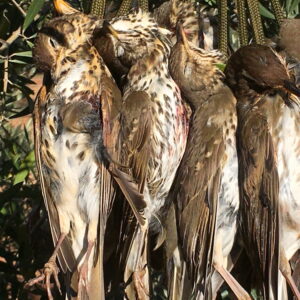 Chasse à la grive au poste en Espagne, Tolède