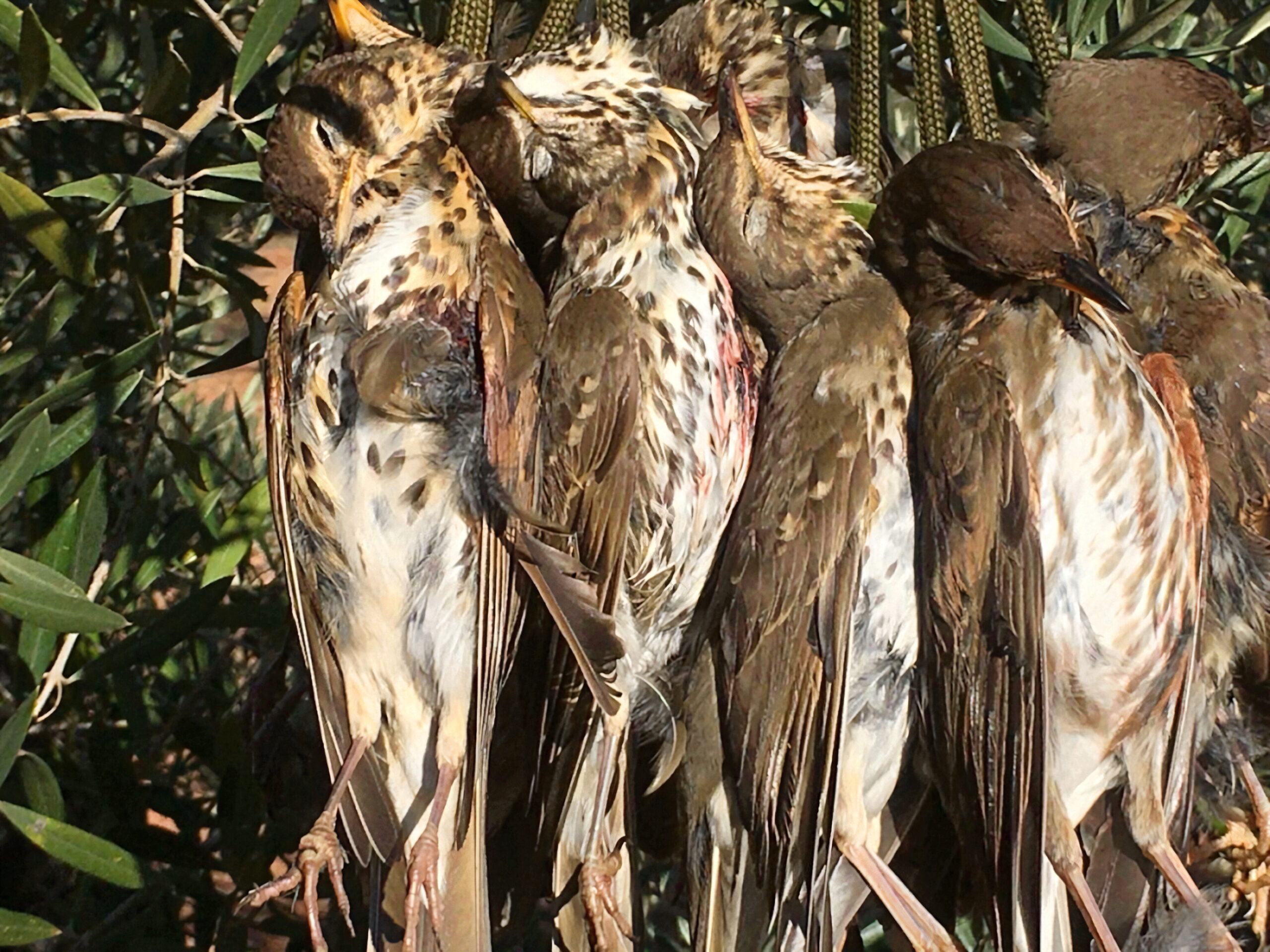 Chasse à la grive et à l&rsquo;étourneau en Tunisie