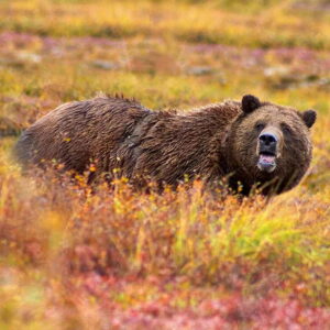 Ours brun au Kamtchatka