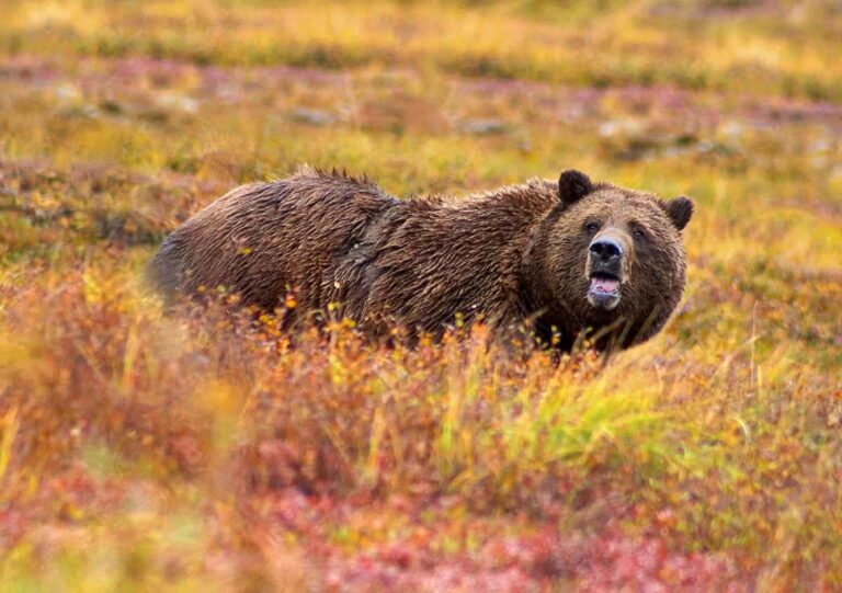 Ours brun au Kamtchatka