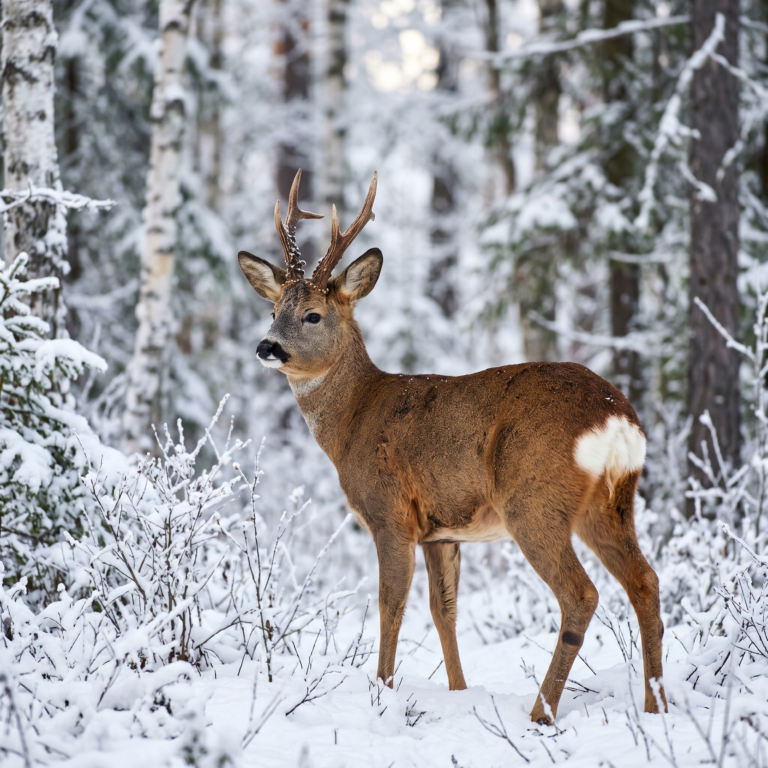 Chasse au chevreuil de Sibérie