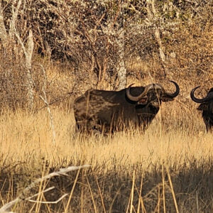 Chasse au buffle du Cap, grand trophée, Afrique du Sud