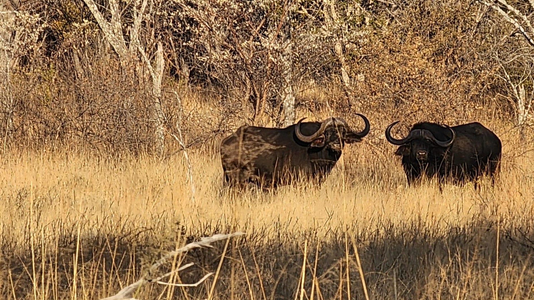 Chasse au buffle du Cap, grand trophée, Afrique du Sud