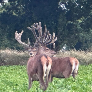 Chasse du grand gibier en Angleterre
