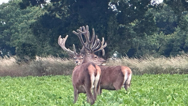 Chasse du grand gibier en Angleterre