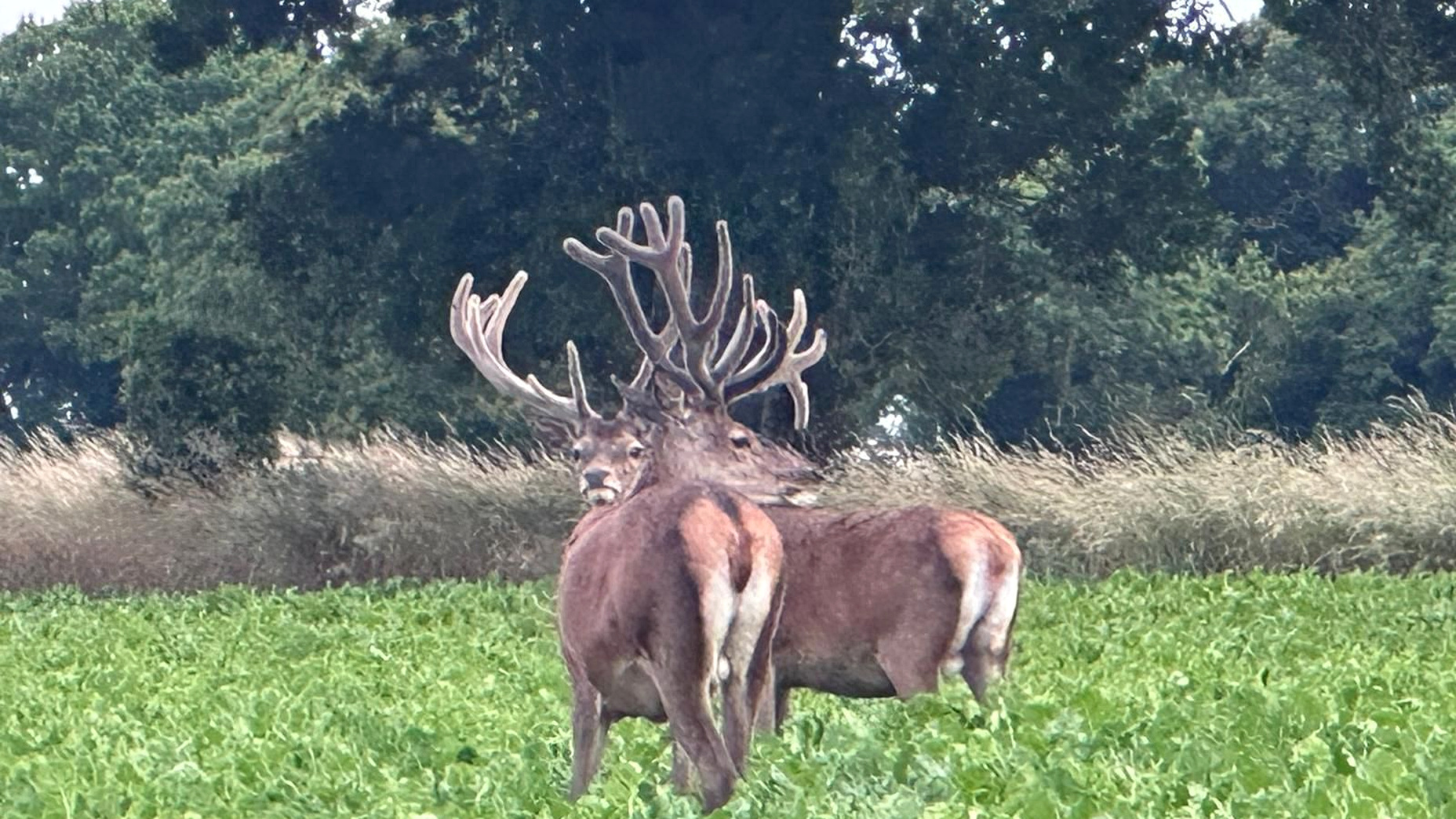 Chasse du grand gibier en Angleterre