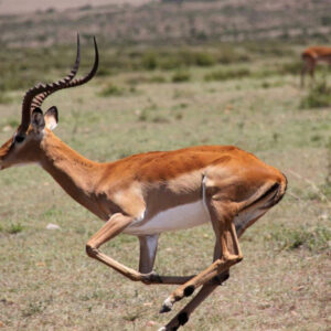 Safari plains game au Limpopo, Afrique du Sud