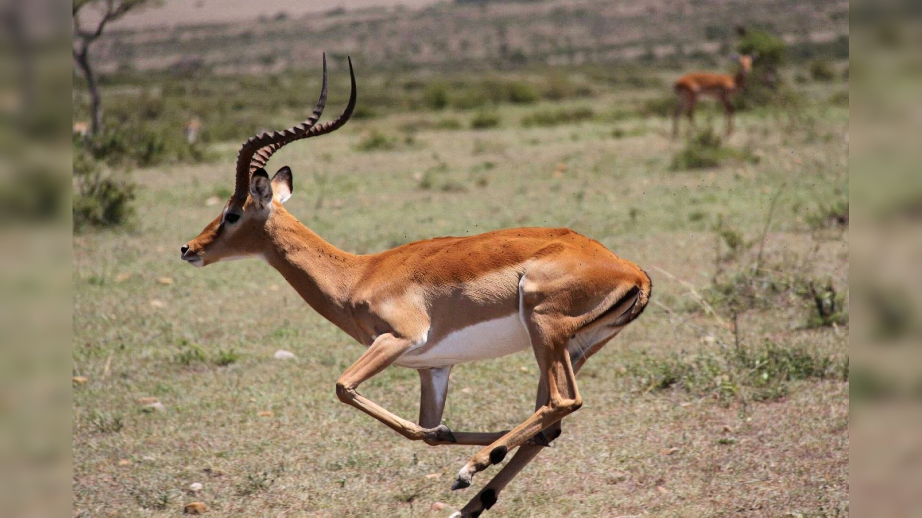 Safari plains game au Limpopo, Afrique du Sud