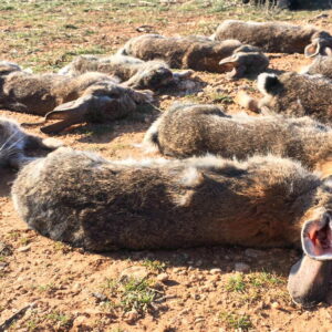 Chasse au lapin au furet et perdreau en Aragon