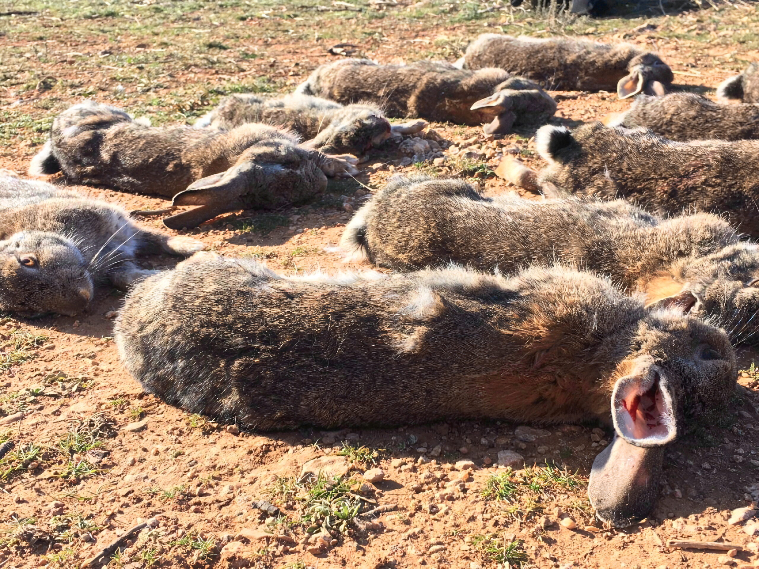Chasse au lapin au furet et perdreau en Aragon