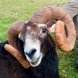 Mouflon Hunting in France