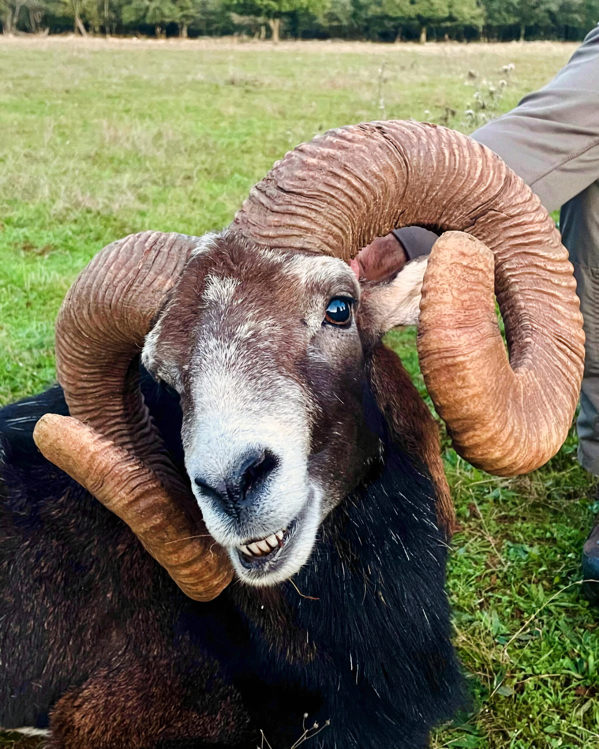 Mouflon Hunting in France