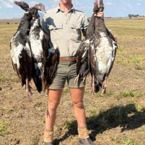 Séjour Oies Canards Pigeons en Afrique du Sud