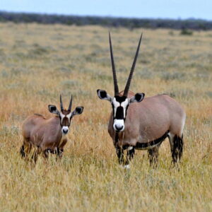 Safari de chasse en Namibie : antilopes des plaines