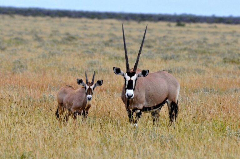 Safari de chasse en Namibie : antilopes des plaines