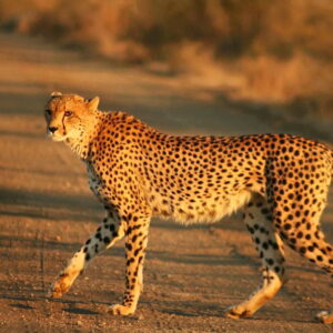 Safari guépard en Namibie