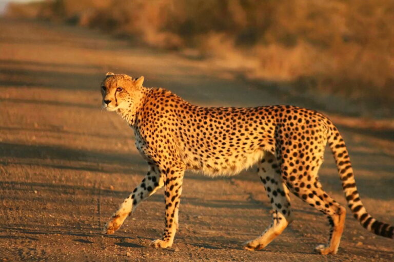 Safari guépard en Namibie