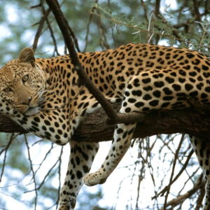 Safari léopard en Namibie