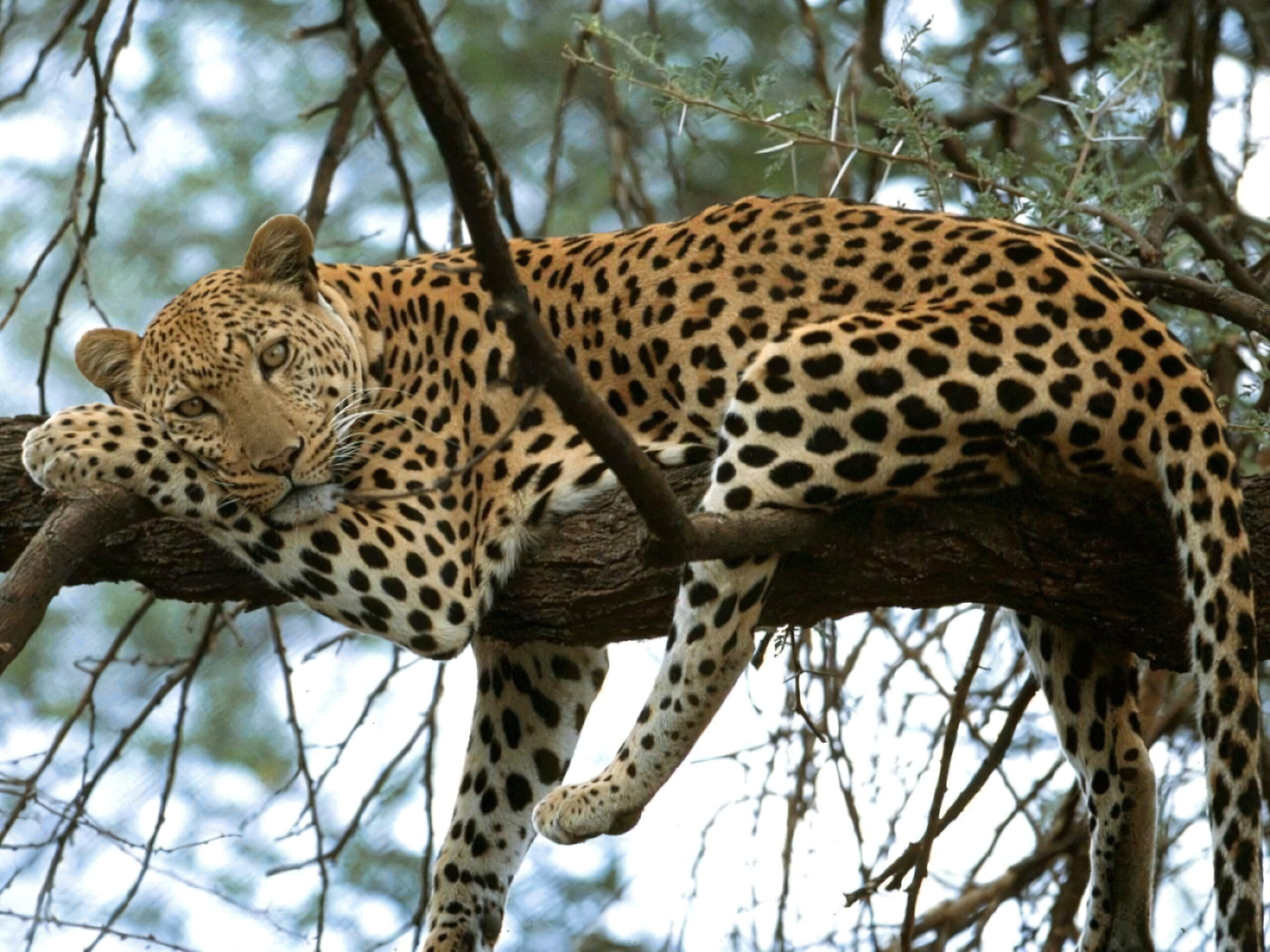 Safari léopard en Namibie