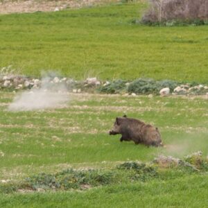Chasse au sanglier en Tunisie, battue traditionnelle