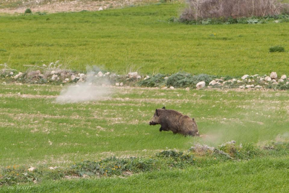 Chasse au sanglier en Tunisie, battue traditionnelle