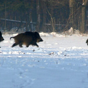 Chasse au sanglier en Croatie