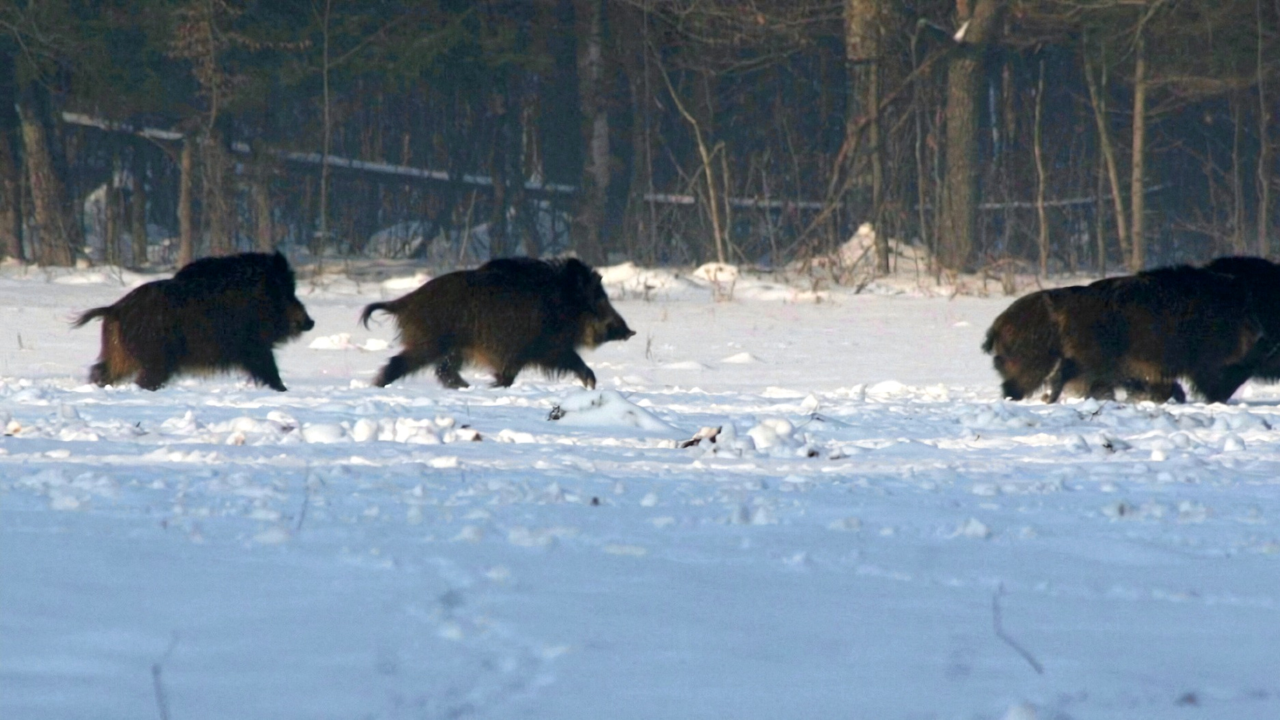 Chasse au sanglier en Croatie