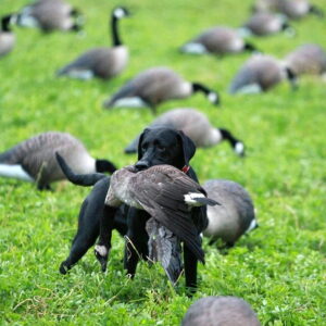 Chasse à l'oie blanche au Canada