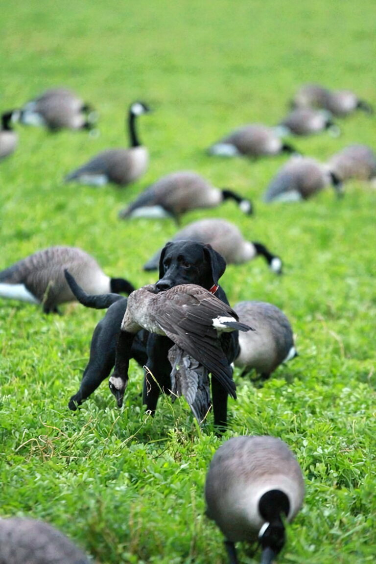 Chasse à l'oie blanche au Canada