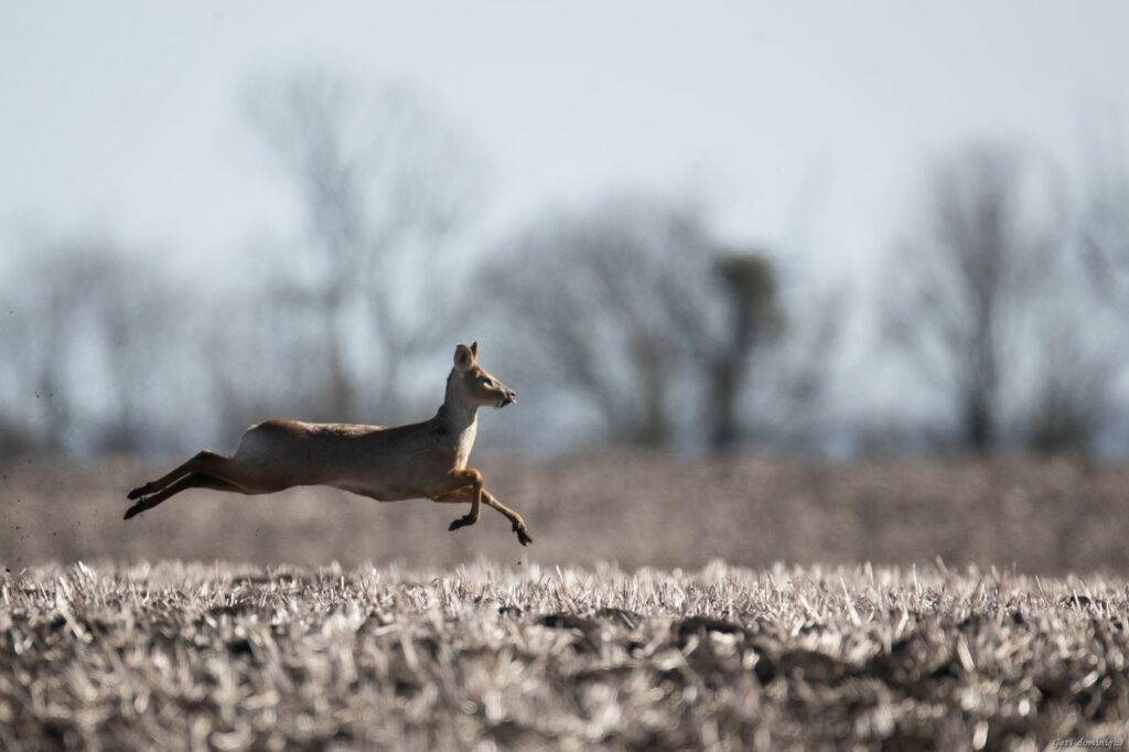 CWD chasse angleterre