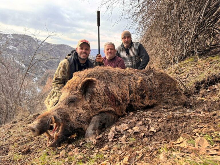 Chasse attila