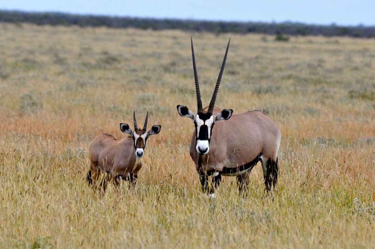 Safari antilopes