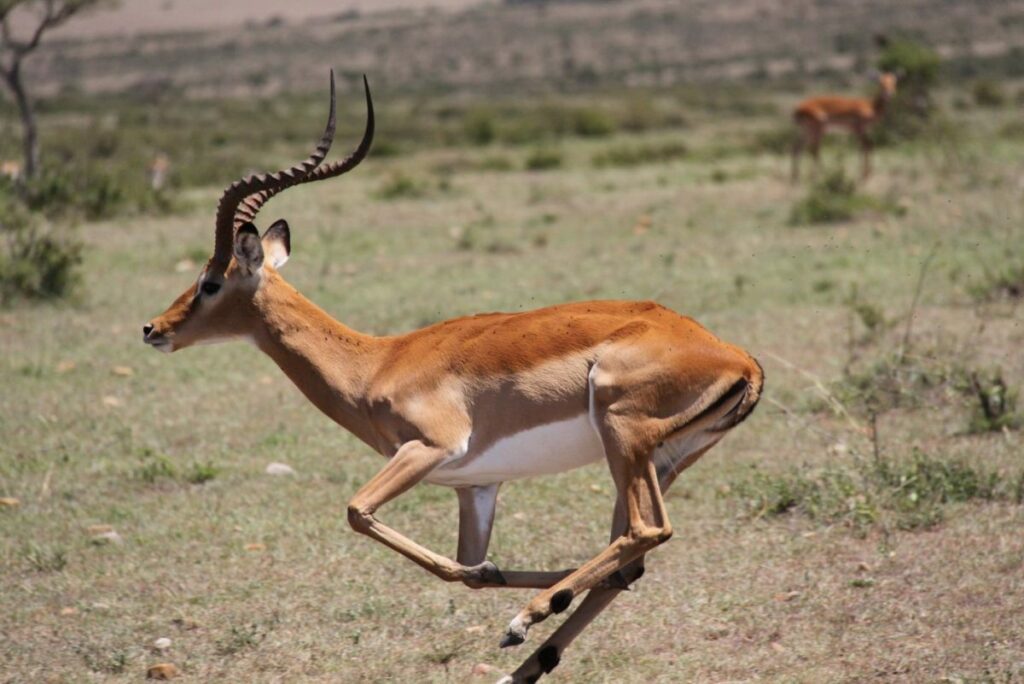 action-forfait-4-animaux-namibie-06