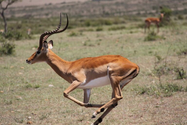 action-forfait-4-animaux-namibie-06
