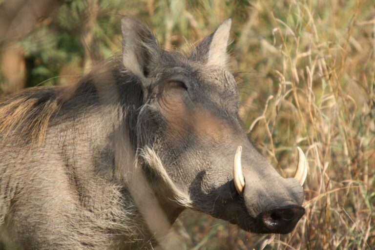 action-forfait-4-animaux-namibie-08