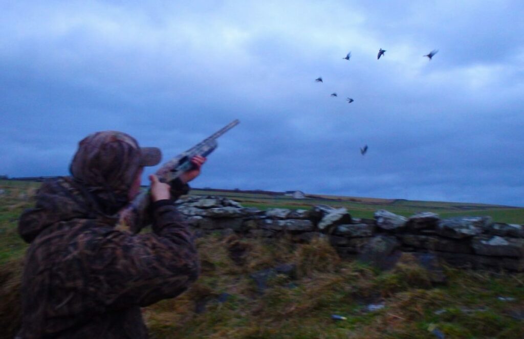 action-oies-canards-iles-ecosse-08