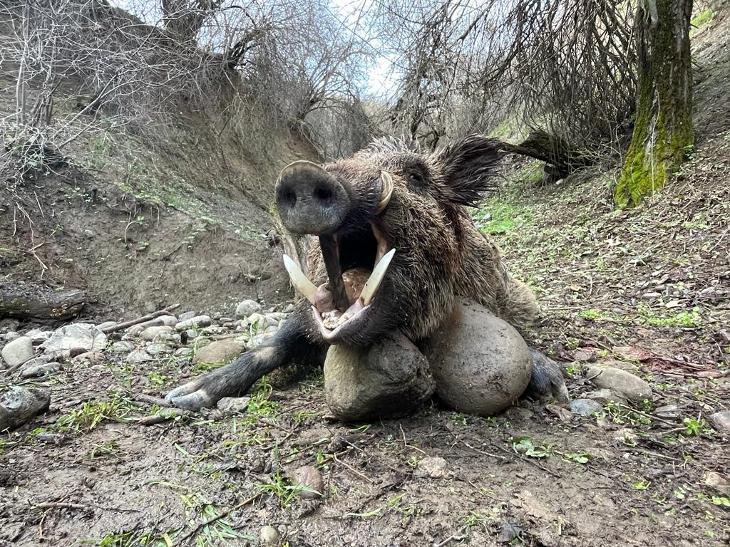 Sanglier Attila au Tadjikistan